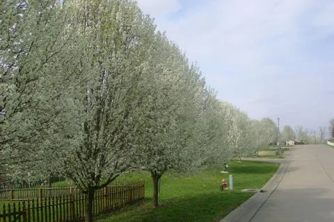 Spring Bradford Pear Trees Stock Photos