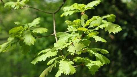 Spring branch and leaves of Oak tree, mildly swinging in gentle wind, 4K Stock Footage 106952248