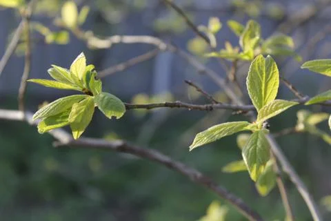Spring. Branch. Apple sprout. Background Stock Photos