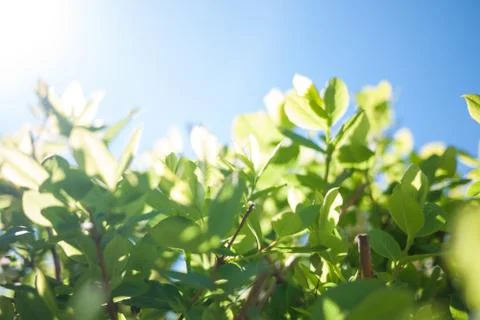 Spring branch background Stock Photos