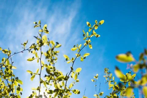 Spring branch background Stock Photos