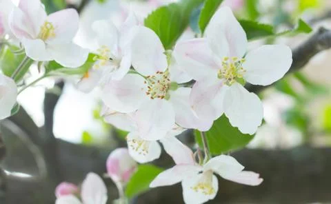 Spring branch blossom Stock Photos
