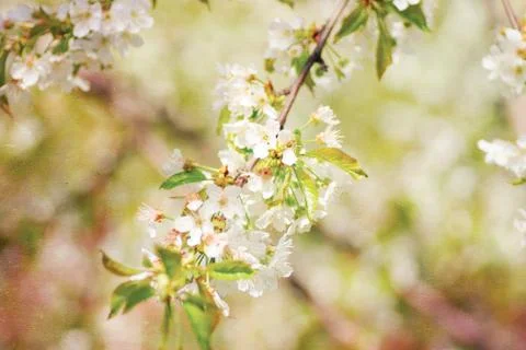 Spring branch of a blossoming apple tree, textured old paper Stock Photos