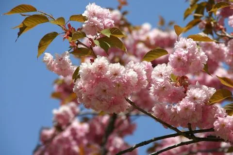 Spring branch of the blossoming cherry tree 스톡 사진