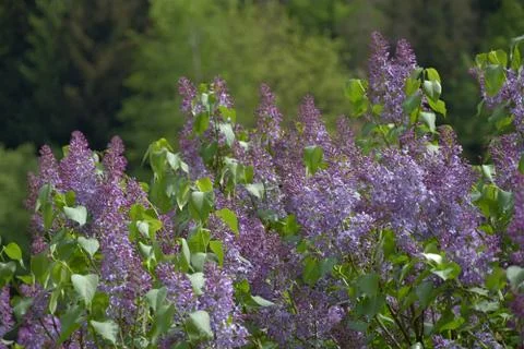 Spring branch of blossoming lilac, background forest. Stock Photos