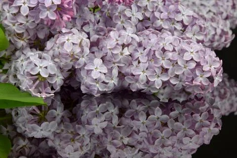 Spring branch of blossoming lilac, reflection of lilac in black glass. Stock Photos