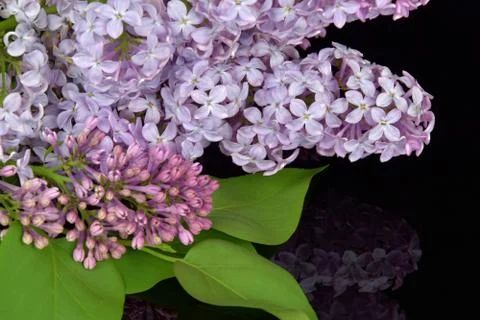 Spring branch of blossoming lilac, reflection of lilac in black glass. Stock Photos