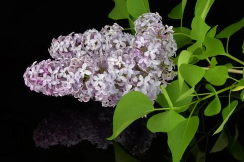 Spring branch of blossoming lilac, reflection of lilac in black glass. Stock Photos
