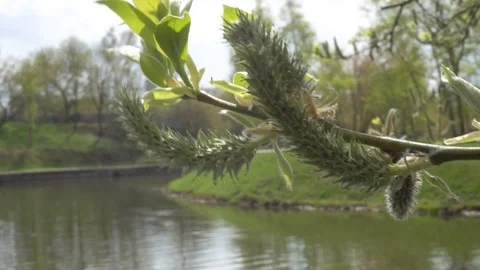Spring branch of a blossoming willow on a background of lake Stock Footage 89970925