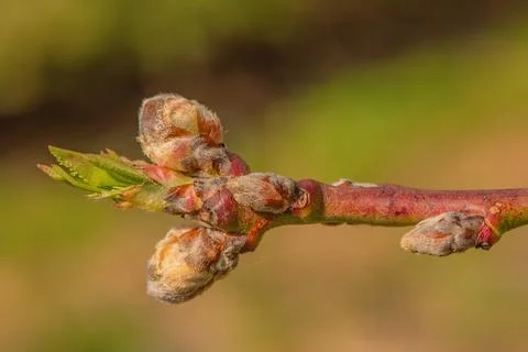 Spring branch with buds on a blurred background. Springtime. Stock Photos