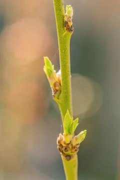 Spring branch with buds on a blurred background. Springtime. Stock Photos