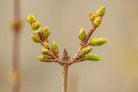 Spring branch with buds on a blurred background. Springtime. Stock Photos