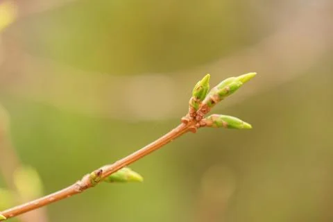 Spring branch with buds on a blurred background. Springtime. Stock Photos