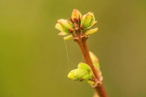 Spring branch with buds on a blurred background. Springtime. Stock Photos