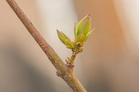 Spring branch with buds on a blurred background. Springtime. Stock Photos