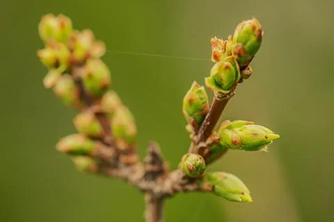 Spring branch with buds on a blurred background. Springtime. Stock Photos