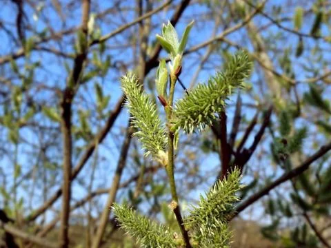 Spring branch with buds, close up Stock Photos