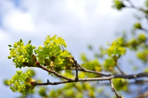 Spring branch buds. Foto stock