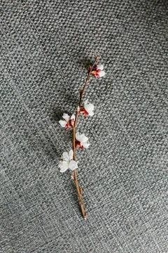 Spring branch cherry centered gray background texture Stock Photos