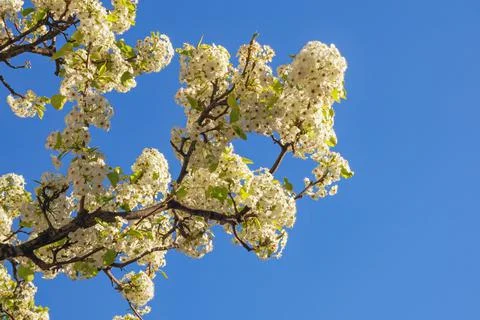 Spring. Branch of cherry tree in bloom against  blue sky.  Copy space Stock Photos