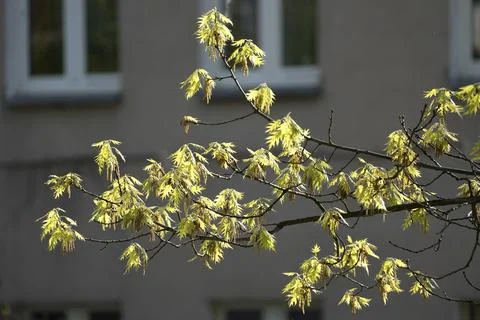 Spring branch covered with young tender leaves. Stock Photos
