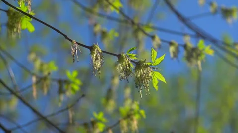 Spring branch with the first green 3 Stock Footage 57953241