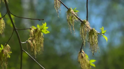 Spring branch with the first green  Stock Footage 57951355