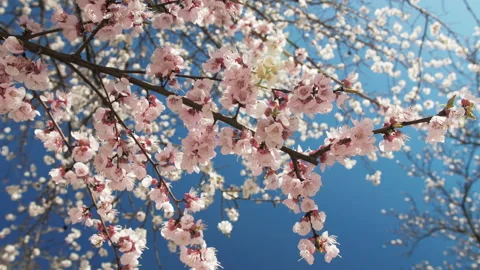 Spring, a branch of a flowering tree Stock Footage 106684026
