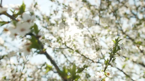 Spring, a branch of a flowering tree Stock Footage 115665885