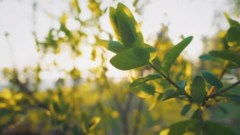 Spring branch foliage sun rays Stock Footage 203213672