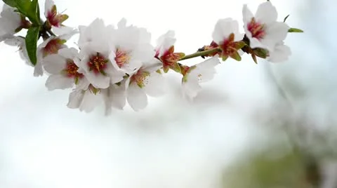 Spring branch Stock Footage 21844570