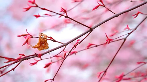 Spring branch. Stock Footage 37524276