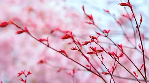 Spring branch. Stock Footage 37524287