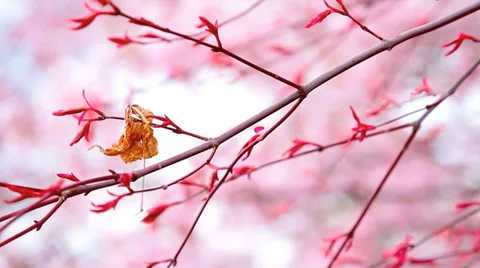 Spring branch. Stock Footage 37524835