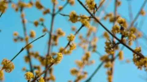 Spring branch Stock Footage 49276658