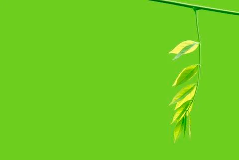 Spring branch with fresh leaves Stock Photos