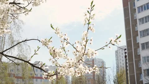 Spring branch gently swaying in slow motion 스톡 동영상 285781982