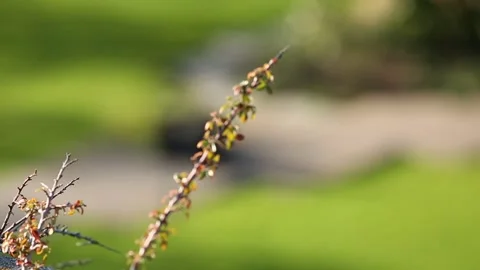 Spring Branch, Green Park Backdrop Stock Footage 306186363