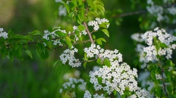 Spring branch of green with white flowers Stock Footage 85668316