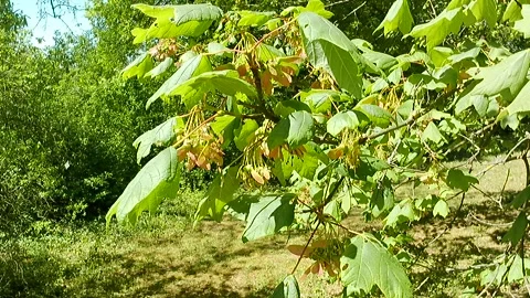 Spring branch of Italian Maple tree with leaves and samaras in light wind Vídeo Stock 334513697