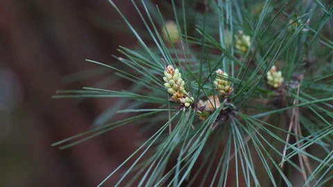 Spring branch of Japanese Red Pine Pinus Densiflora in light wind, 4K Stock Footage 107531298