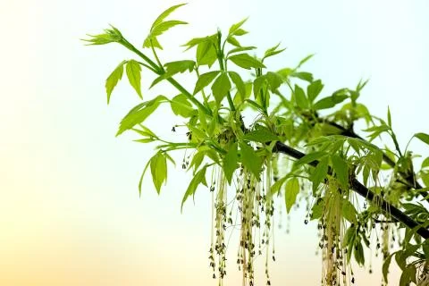 Spring branch leaf Stock Photos