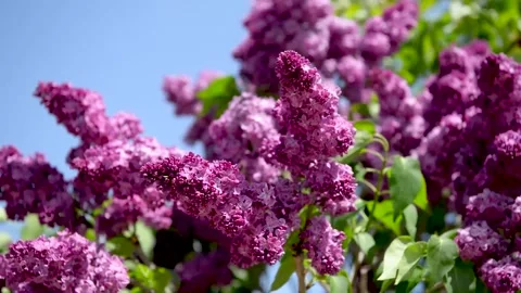 Spring branch of lilac flowers trees 動画素材 130217246