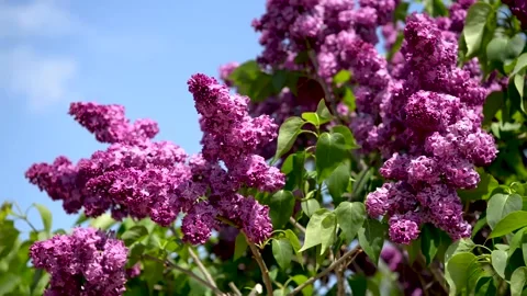 Spring branch of lilac flowers trees 動画素材 130217252