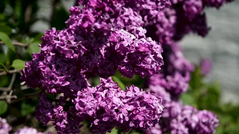 Spring branch of lilac flowers trees 動画素材 130217269