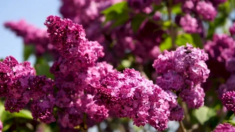 Spring branch of lilac flowers trees 動画素材 130217296