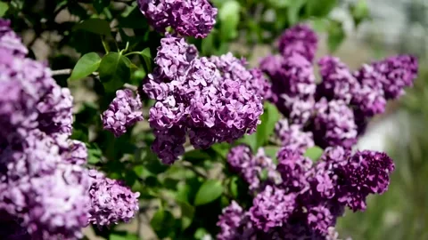 Spring branch of lilac flowers trees 動画素材 130217325