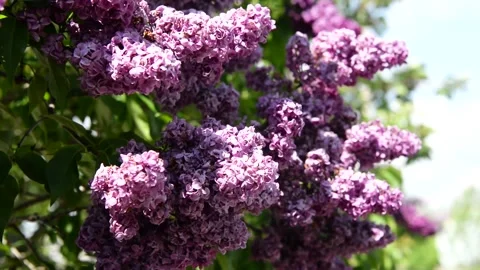 Spring branch of lilac flowers trees 動画素材 130217352