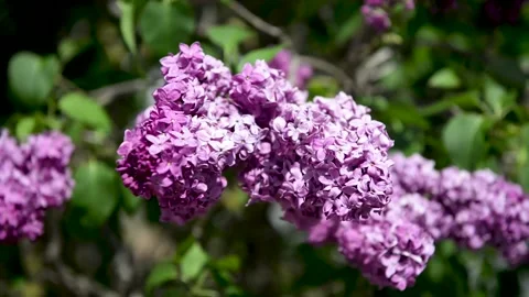 Spring branch of lilac flowers trees 動画素材 130217364