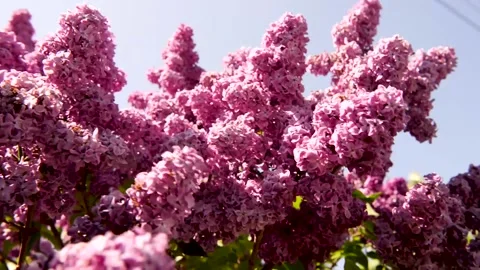 Spring branch of lilac flowers trees 動画素材 130217402